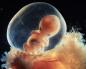 Osmi porodniški teden nosečnosti: kaj se dogaja v telesu matere in ploda?