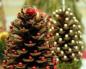 Kako napraviti božićno drvce od čunjeva Kako napraviti božićno drvce od čunjeva upute korak po korak