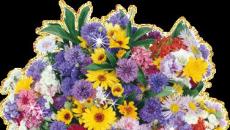 Prekrasni, originalni i neobični buketi i kompozicije svježeg cvijeća